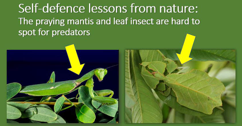 basicskills-5-from-nature-c basicskills-5-from-nature-c